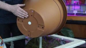 Как ПРАВИЛЬНО Посадить Канны ? ПРАВИЛЬНЫЙ Уход ? Цветоводство с Хитсад ТВ