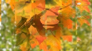 Осенние зарисовки  Самое красивое видео про осень  Музыка для души