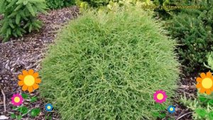 Туя западная Мр Боулинг Болл. Краткий обзор, описание thuja occidentalis Mr Bowling Ball