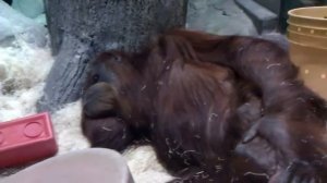 Обезьяна улыбается первой на видео