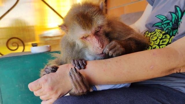 Обезьянка Гоша и Наташа днем во дворе