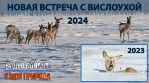Новая встреча с Вислоухой