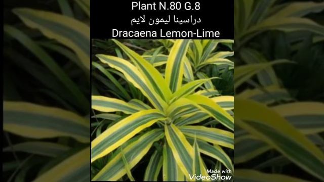 دراسينا ليمون لايم
Dracaena Lemon-Lime смотреть онлайн