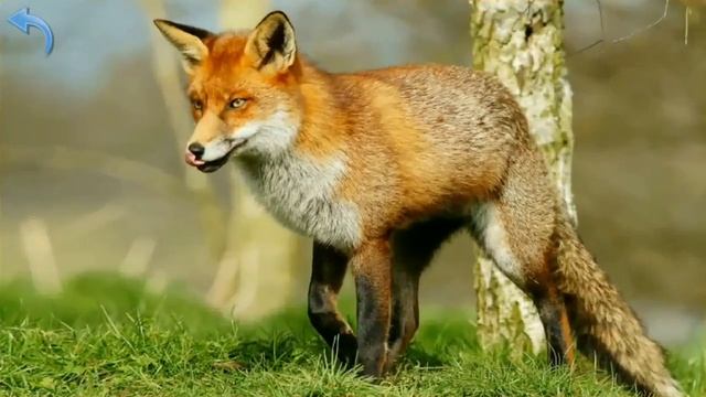 Карточки Домана Часть 2 Лесные звери смотреть онлайн