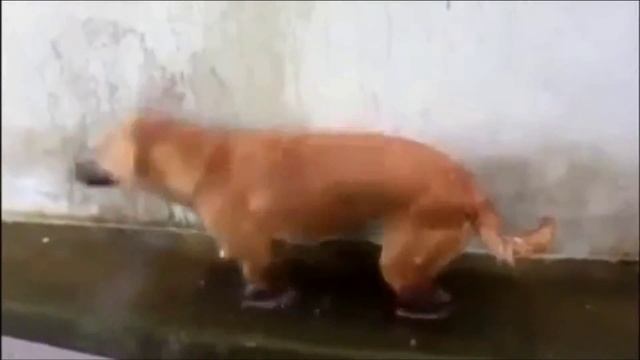 смешные и милые собаки топ 5 смотреть онлайн