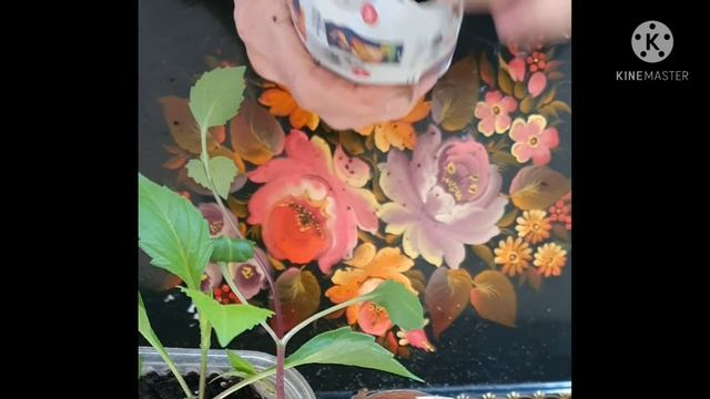 Искривился стебель георгин . НЕ БЕДА! смотреть онлайн