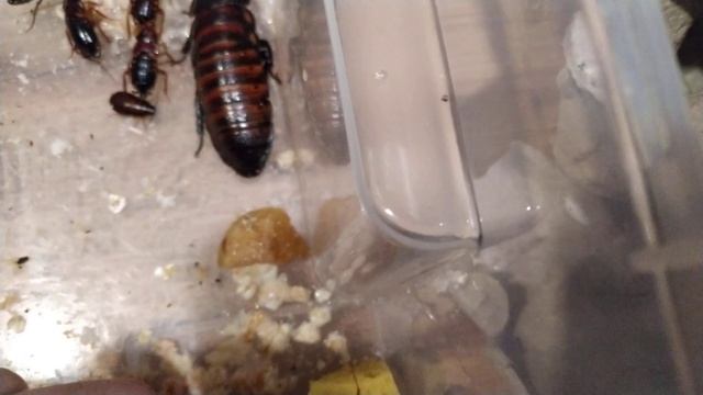 Тарканы массово кишат осваиваются смотреть онлайн