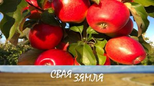 Ці выканаюць садаводы кантракты па экспарту? – «Свая зямля»