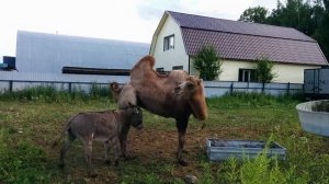 Осел и верблюд ( donkey and camel )