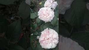 Роза Миранда и роза Кисс ми Кейт. Отправить