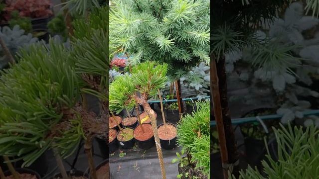 Растения на штамбе. Почему не растет штамб?? смотреть онлайн