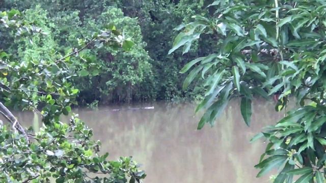 MAN EATING REPTILES IN AUSTRALIA- SHOCK THE WORLD смотреть онлайн
