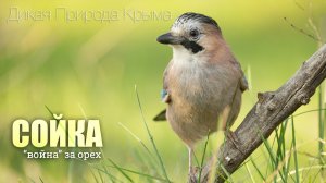 Сойка и синички. "Война" за арахис.