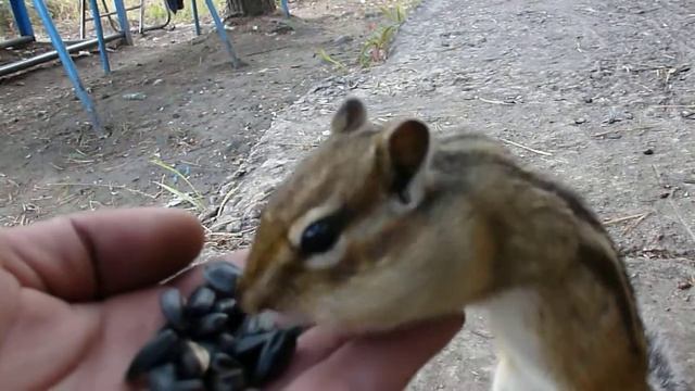 Бурундук, ручной) смотреть онлайн