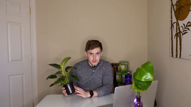 Philodendron BIRKIN Care Guide :: Houseplant Care смотреть онлайн