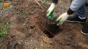 Жители микрорайона Юбилейный в Костроме заложили сад