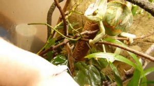 Veiled Chameleon Feeding