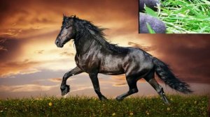 Красота без слов..... Сергей Русь.