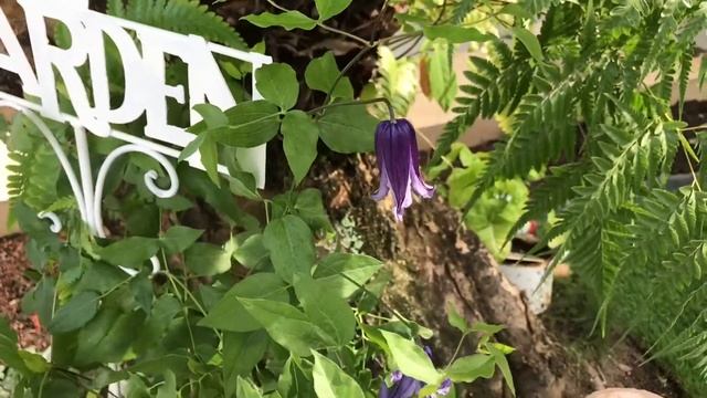 紫铃铛铁线莲 Clematis Rooguchi смотреть онлайн