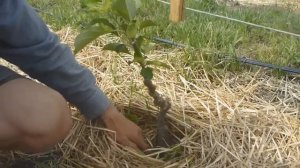 Идеальные деревья для сада. Трехкомпонентный сад.