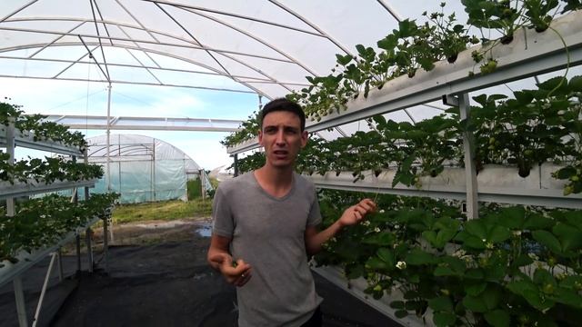 От посадки до ягоды. Профилактика болезней и вредителей на клубнике. смотреть онлайн