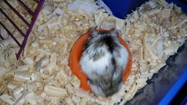 Как от отличить джунгарика от кэмпбелла?//how to distinguish Jungaria from hamster Campbell?