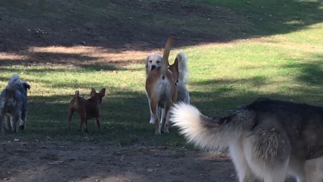 Akita/Pit Always Guards His Little Friends смотреть онлайн