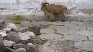 Горный козел.