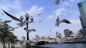 Ручные чайки на корнише в Шардже. Канал Ал Казба. Что посмотреть в Шардже. Куда сходить в Шардже