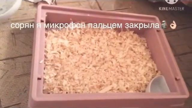 УБИРАЕМСЯ У НАШЕГО ХОМЯКА - ДЖУНГАРИКА//УБОРКА У ХОМЯКА//КАК УБИРАТЬСЯ У ХОМЯКА? смотреть онлайн