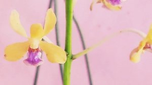 How to care for Vanda Orchid - Vanda testacea - #orchid #vanda #orchidcare