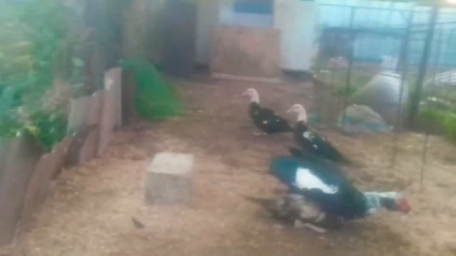 Утятам Каюга сегодня им месяц. смотреть онлайн