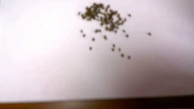 Томаты . Как я делаю посев томатов в марте . смотреть онлайн