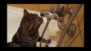 Как котэ должен правильно пить воду
