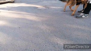 Малинуа щенок 2.5 месяца встреча Немецкой овчарки с Бельгийской овчаркой @malinoisLinda