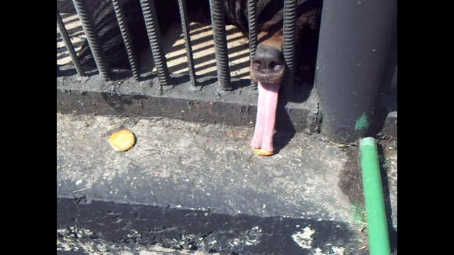 Медведь с длинным и ловким языком. Роев ручей. Красноярск. смотреть онлайн