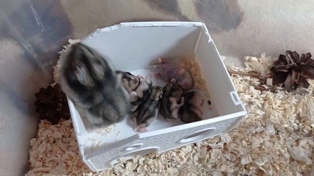 Крепкий, здоровый сон малышей! смотреть онлайн