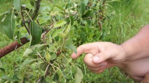 Формовка груши - гнутая пальметта (часть 3)