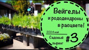Садовый зыринг # 3 ☘️ Как выглядит садовый центр в Германии?☘️Сравниваем вейгелы☘️