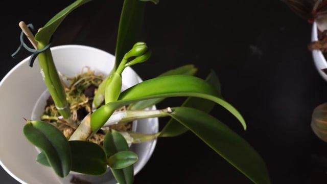 КАТТЛЕИ: цветение ,обзор, заметки смотреть онлайн