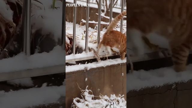 A kitten in China's Inner Mongolia Autonomous Region makes its first-ever adventure into the snow.