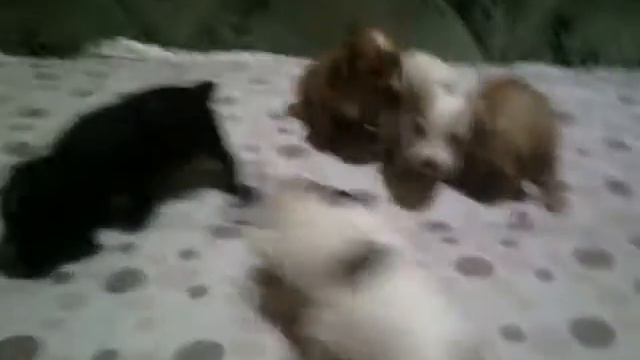 Продаются щенки Англ.кокер спаниель.не дорого.