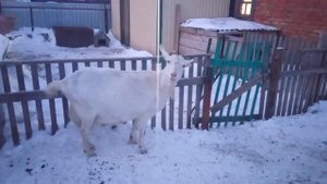 Окситоцин во время родов? Не в коем случае не применять его во время родов!!!