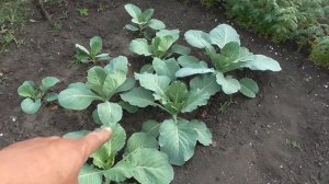 Сухой полив капусты