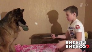 Овчарка играет в настольный теннис. Видели видео? Фрагмент выпуска от 20.09.2020