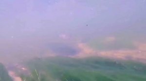 Щука. Полный фильм (Л.П.Сабанеев)