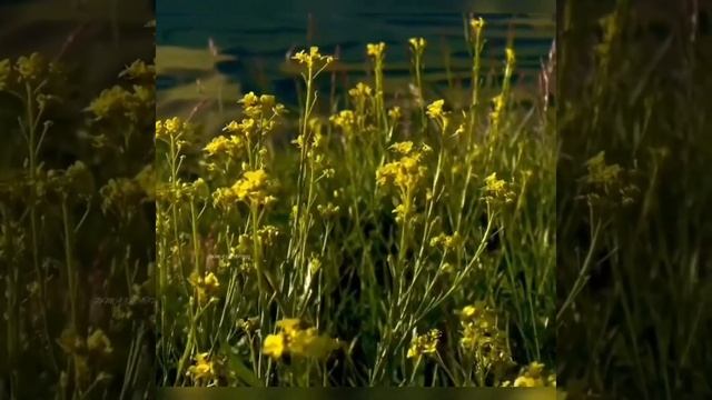 Мустанги. Лава. Волк. Лиса. Обезьяны. Черная пантера. Коала. Мустанг. Животные. Beautiful nature смотреть онлайн