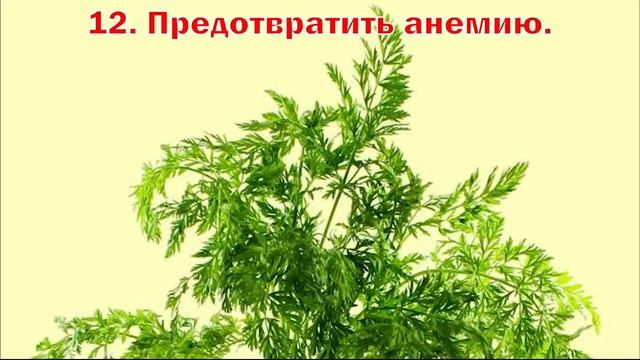 Морковная ботва заменит лекарства - Carrot tops will replace drugs