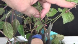 ФУКСИЯ УХОД В ДОМАШНИХ УСЛОВИЯХ