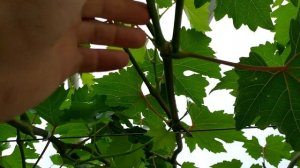 Получение пасынкового урожая ВИНОГРАДА на Преображении